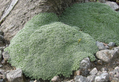 Arenaria alfacarensis (lithops)